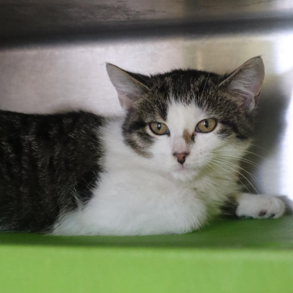 Marble, Adoptable, Kitten Female Domestic Short Hair.