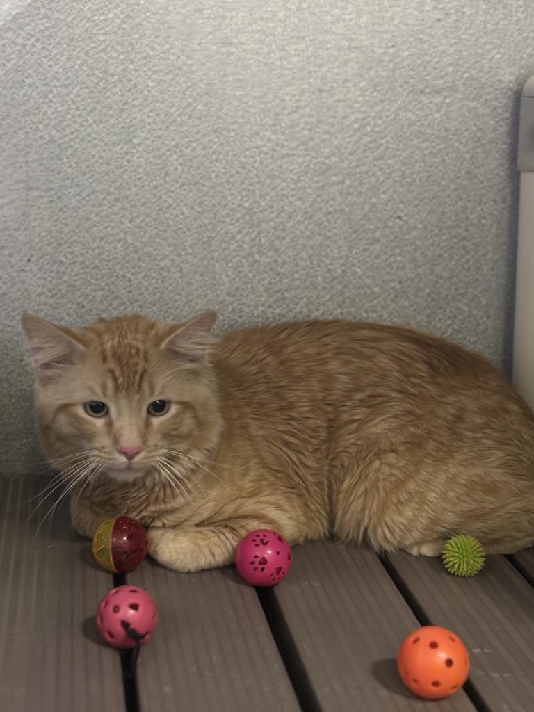 Farris, Adoptable, Adult Male Domestic Short Hair.