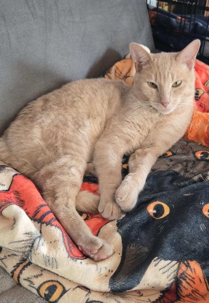 Hannibal***@ Whisker Room Cafe***, Adoptable, Adult Male Domestic Short Hair.