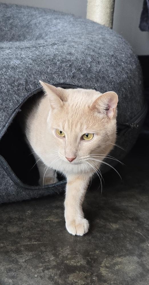 Hannibal***@ Whisker Room Cafe***, a Adoptable Domestic Short Hair in Muskegon, MI image 2/6
