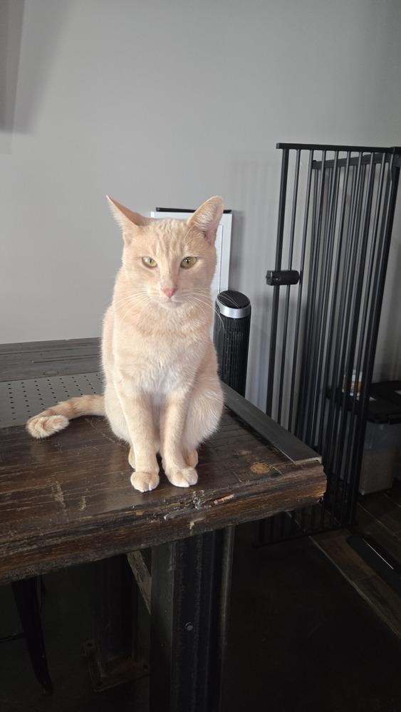 Enlarge Hannibal, a Adoptable Domestic Short Hair in Muskegon, MI image 2/6