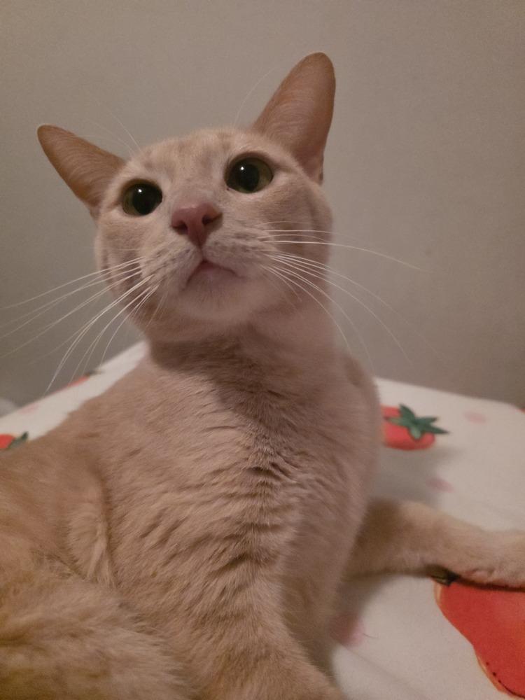 Hannibal***@ Whisker Room Cafe***, a Adoptable Domestic Short Hair in Muskegon, MI image 3/6