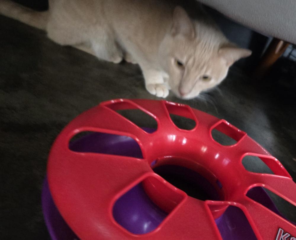 Hannibal***@ Whisker Room Cafe***, a Adoptable Domestic Short Hair in Muskegon, MI image 4/6