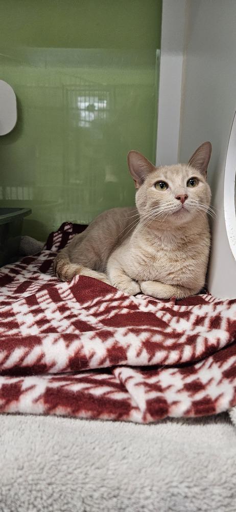 Enlarge Hannibal, a Adoptable Domestic Short Hair in Muskegon, MI image 4/6