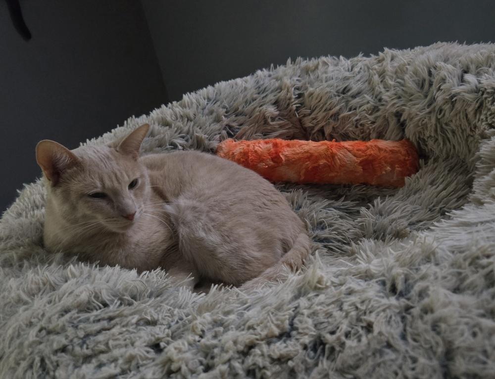 Hannibal***@ Whisker Room Cafe***, a Adoptable Domestic Short Hair in Muskegon, MI image 5/6