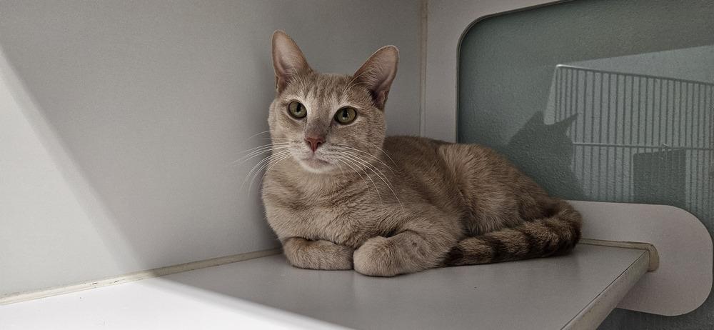 Hannibal***@ Whisker Room Cafe***, a Adoptable Domestic Short Hair in Muskegon, MI image 6/6