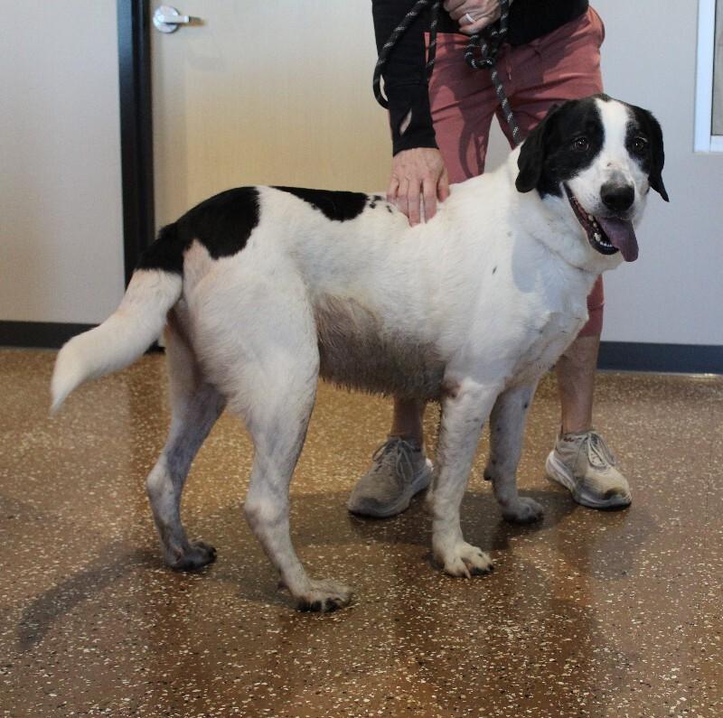 Jaelyn, Adoptable, Adult Male Mixed Breed.