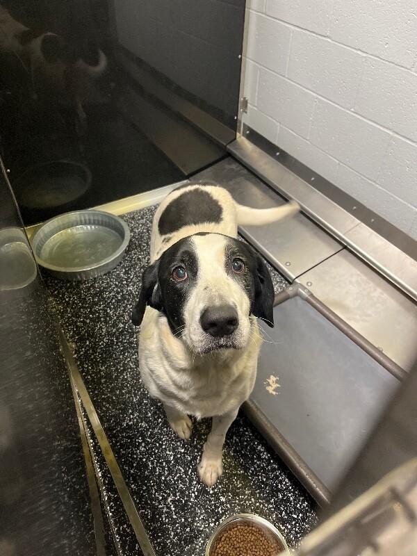 Enlarge Jaelyn, a Adoptable Mixed Breed in Jackson, TN image 1/3