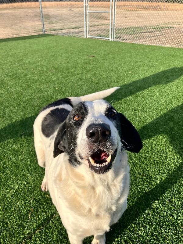 Enlarge Jaelyn, a Adoptable Mixed Breed in Jackson, TN image 2/3