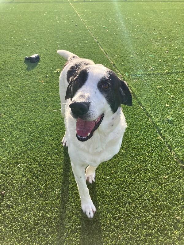 Enlarge Jaelyn, a Adoptable Mixed Breed in Jackson, TN image 3/3