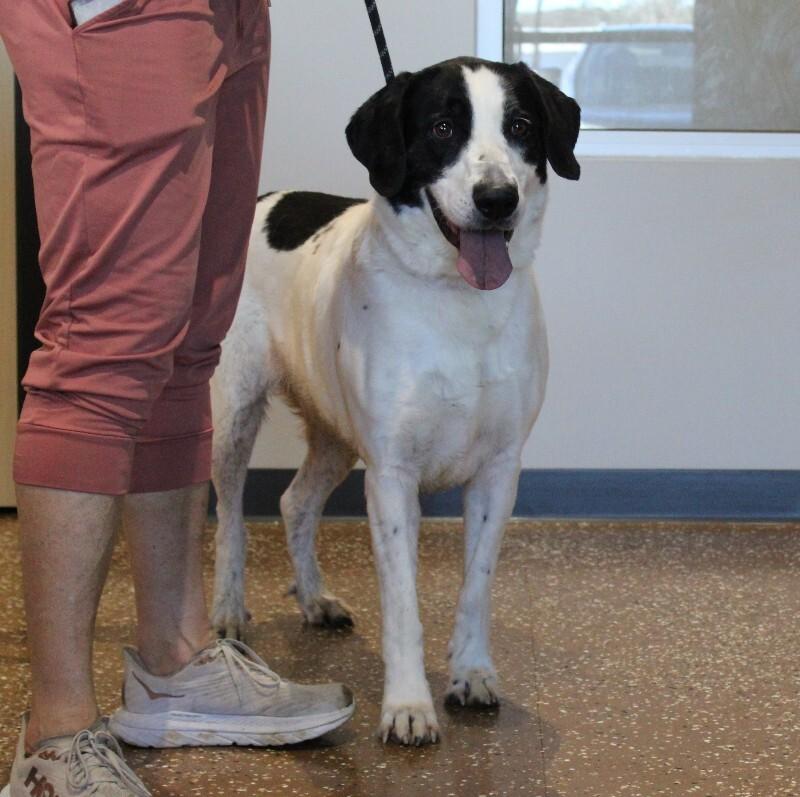 Enlarge Jaelyn, a Adoptable Mixed Breed in Jackson, TN image 5/6