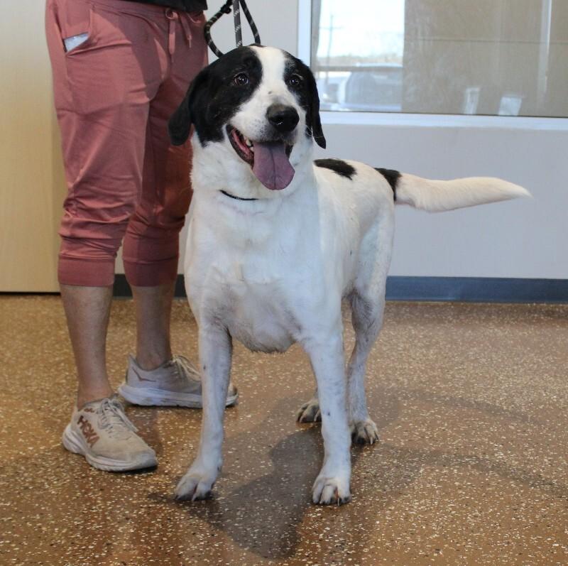 Enlarge Jaelyn, a Adoptable Mixed Breed in Jackson, TN image 6/6