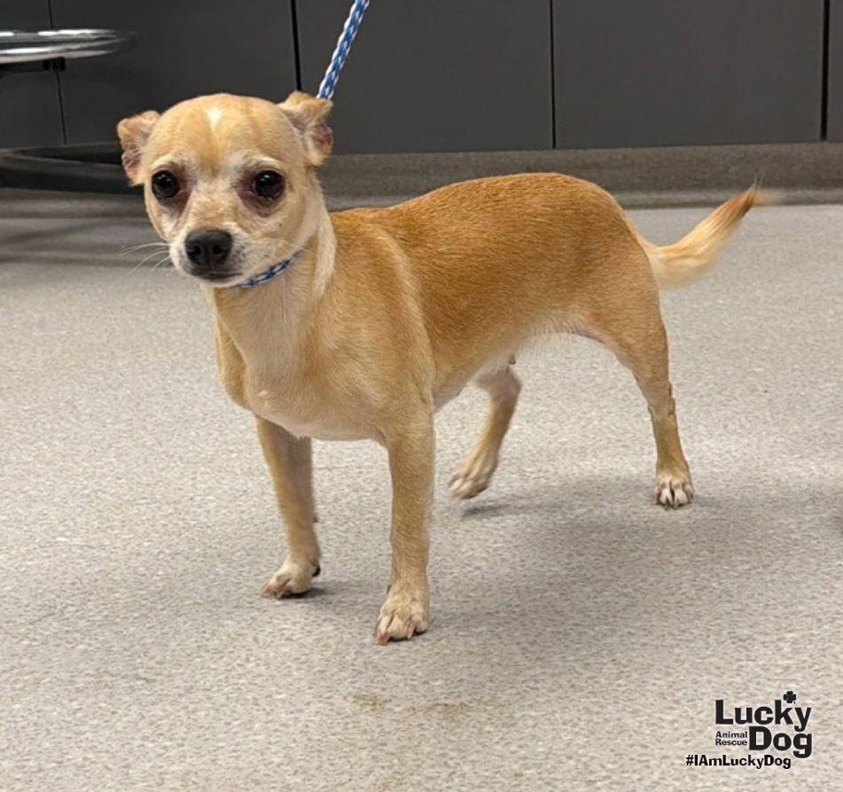 Enlarge Lydia, a Adoptable Chihuahua in Washington, DC image 1/3