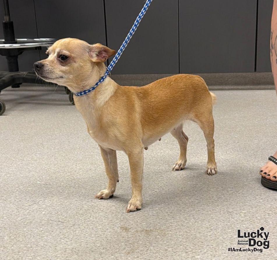 Enlarge Lydia, a Adoptable Chihuahua in Washington, DC image 2/3