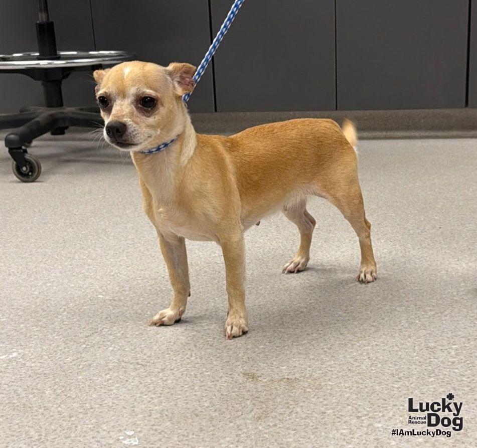 Enlarge Lydia, a Adoptable Chihuahua in Washington, DC image 3/3