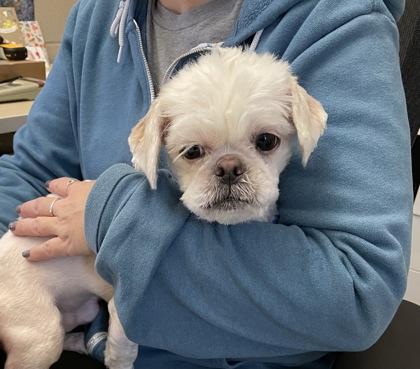 Snarf, Adoptable, Adult Male Shih Tzu & Mixed Breed.