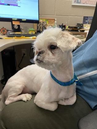 Enlarge Snarf, a Adoptable mixed breed in Detroit, MI image 2/3