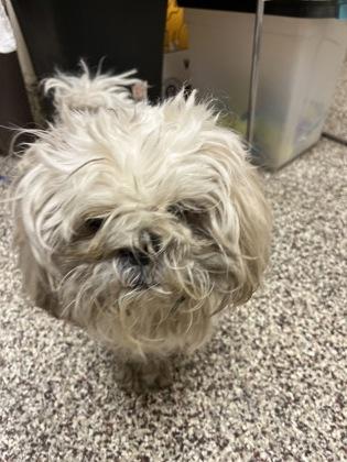 Enlarge Snarf, a Adoptable mixed breed in Detroit, MI image 3/3