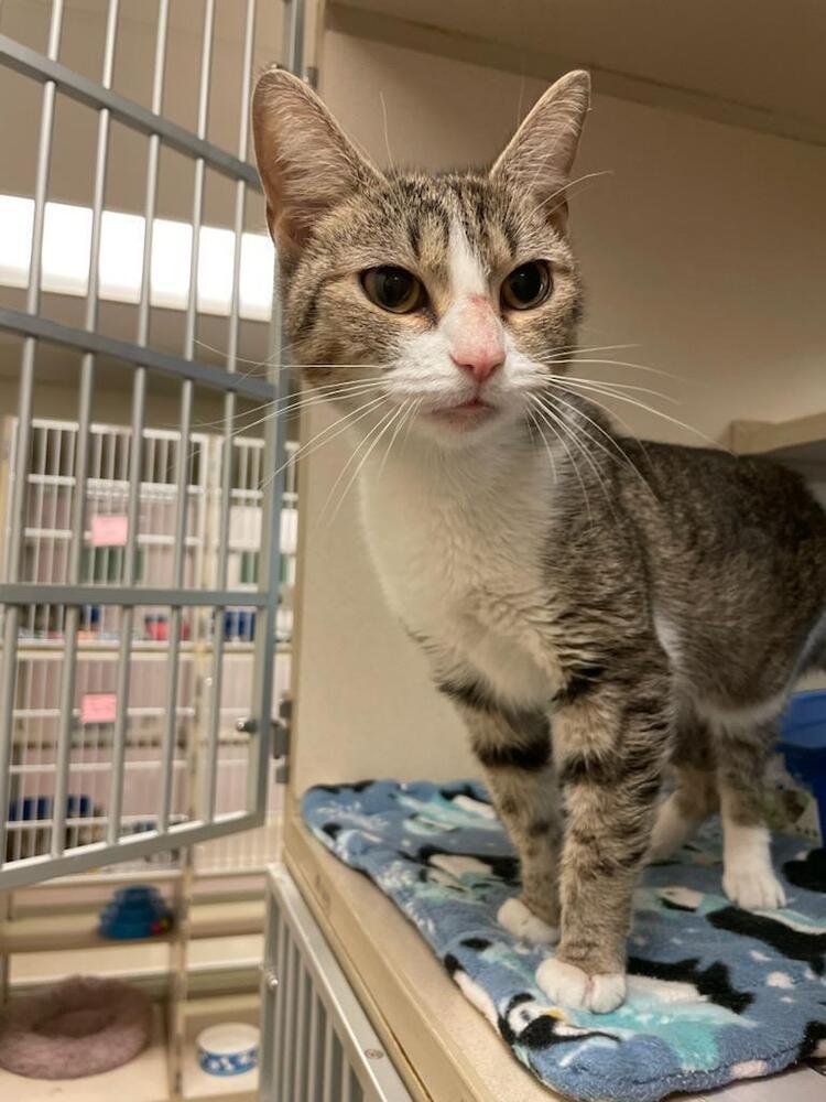 Marsha, ADOPTABLE, Adult Female Domestic Short Hair.