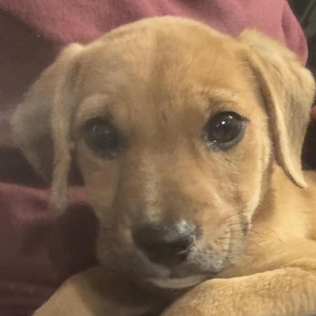 Ronda Ruffy, a ADOPTABLE mixed breed in Water Valley, MS image 3/3