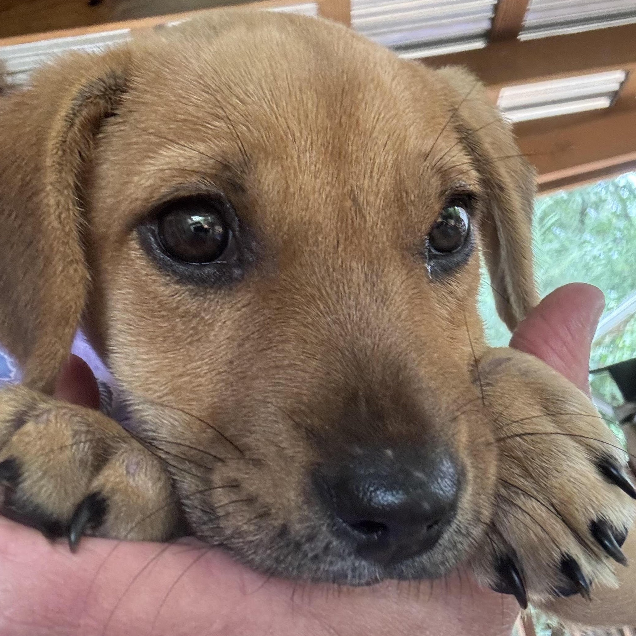 Ronda Ruffy, a ADOPTABLE mixed breed in Water Valley, MS image 2/3
