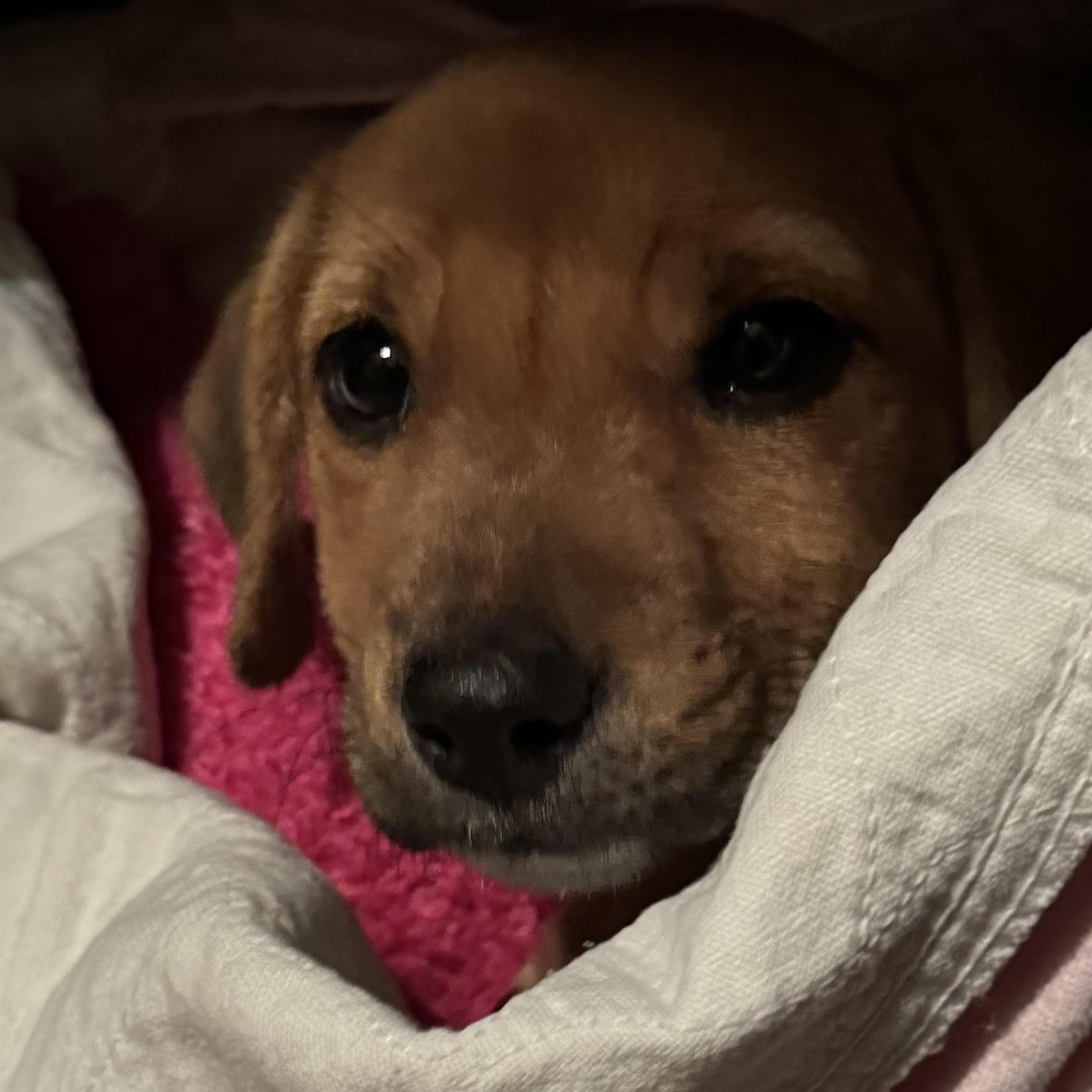 Ronda Ruffy, a ADOPTABLE mixed breed in Water Valley, MS image 1/3