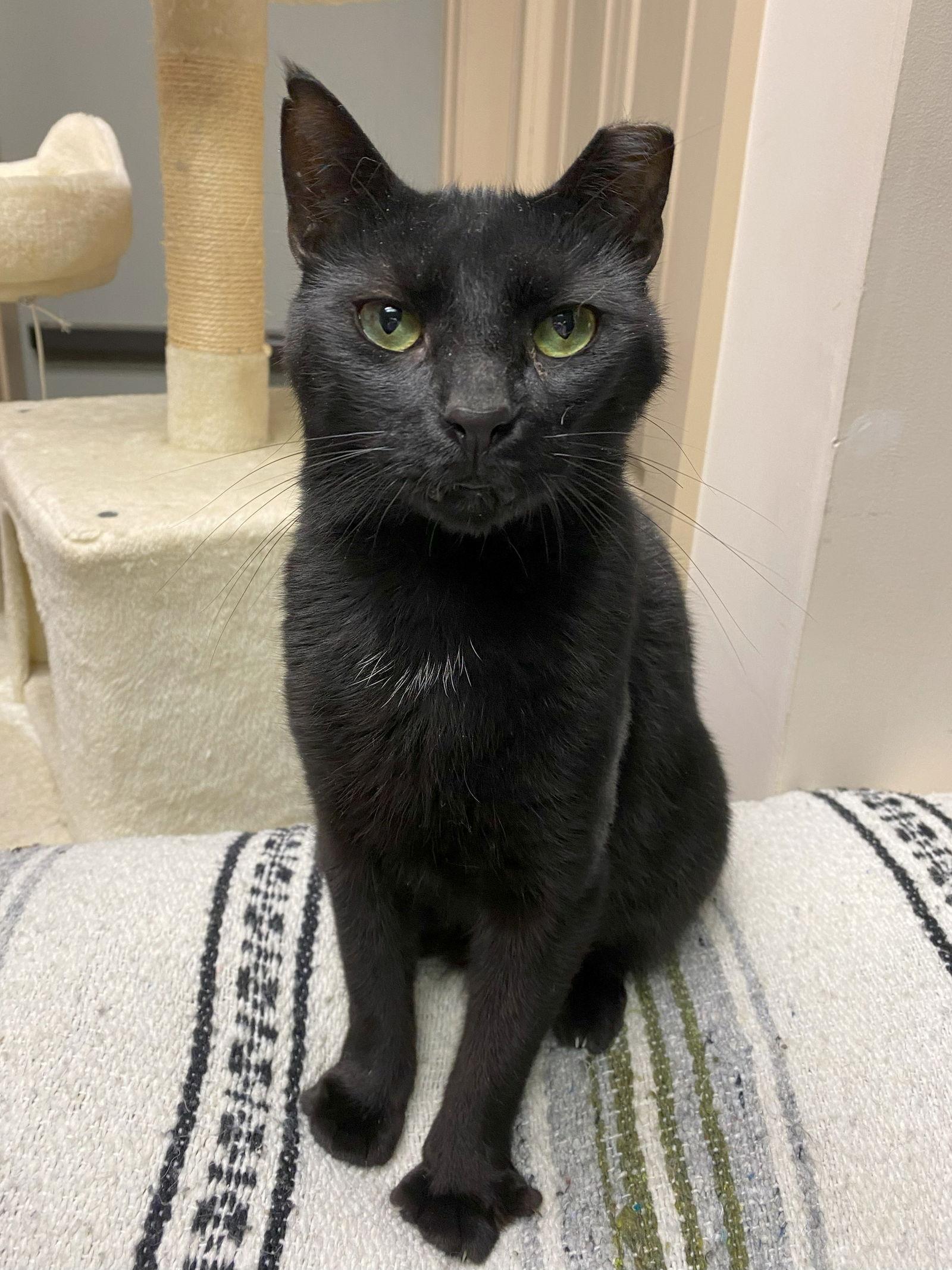 Enlarge Jett (FIV+), a Adoptable Domestic Short Hair in Gettysburg, PA image 1/3