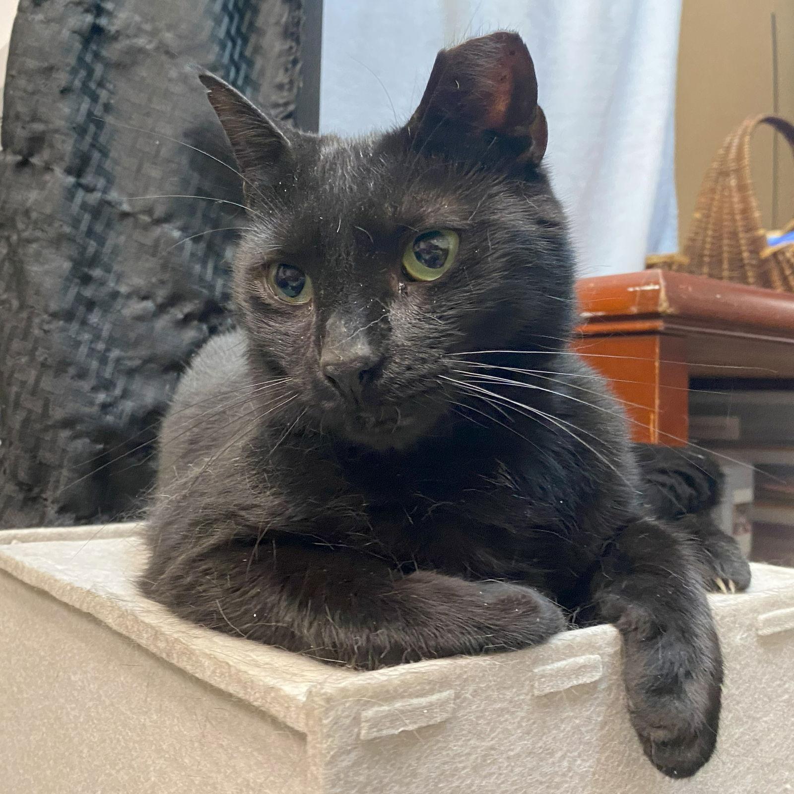 Enlarge Jett (FIV+), a Adoptable Domestic Short Hair in Gettysburg, PA image 3/3