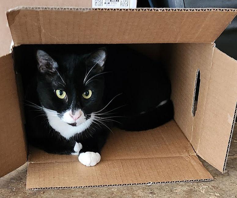 JACK & JOHNNY #1773 -Offered by Owner -In-Out Pair, Adopted, Adult Male Tuxedo & Domestic Medium Hair.