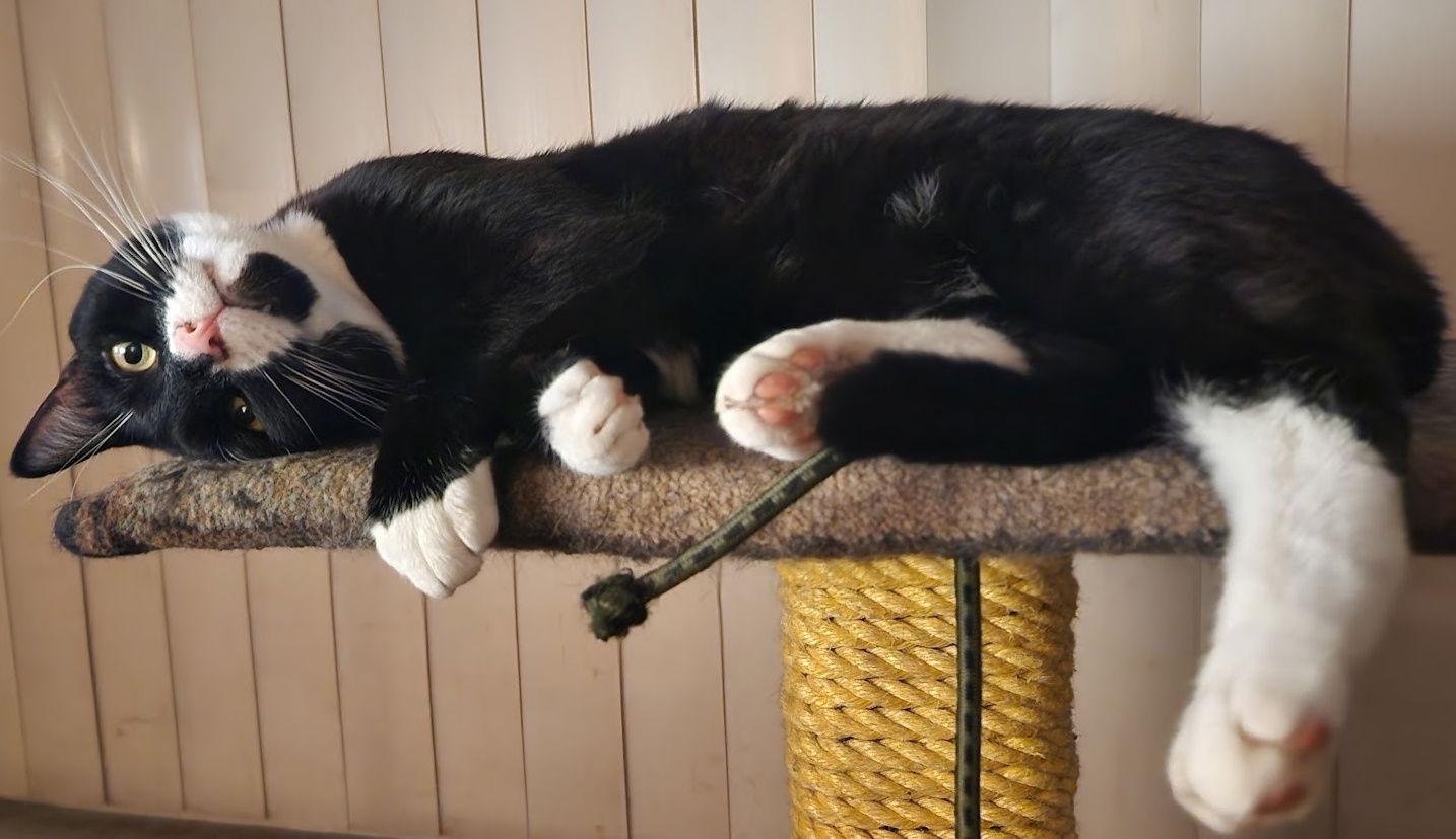 Enlarge JACK & JOHNNY #1773 -Offered by Owner -In-Out Pair, a Adopted mixed breed in Hillsboro, OR image 2/3