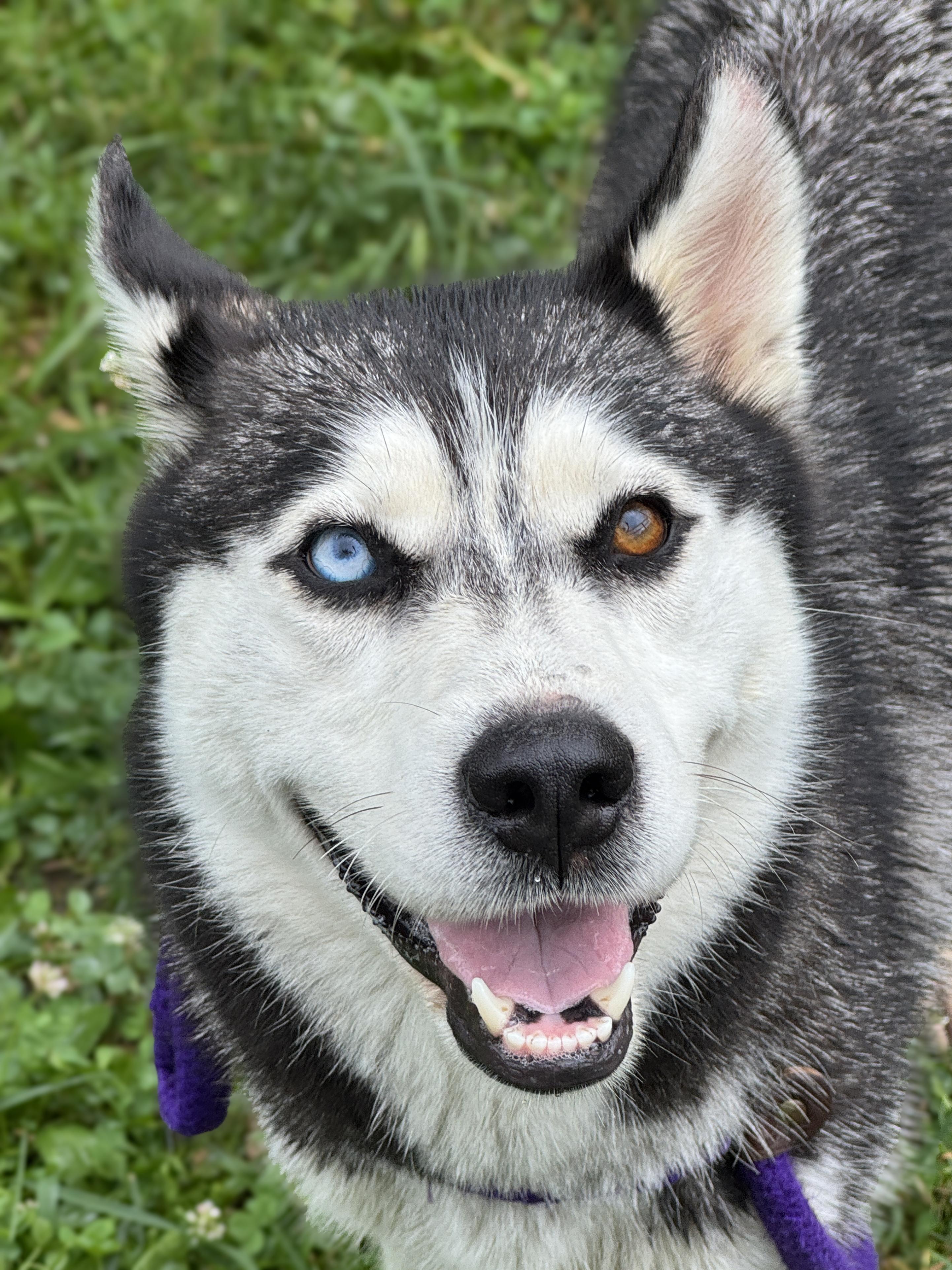 Saber, an adopted mixed breed in Anderson, IN image 2/4