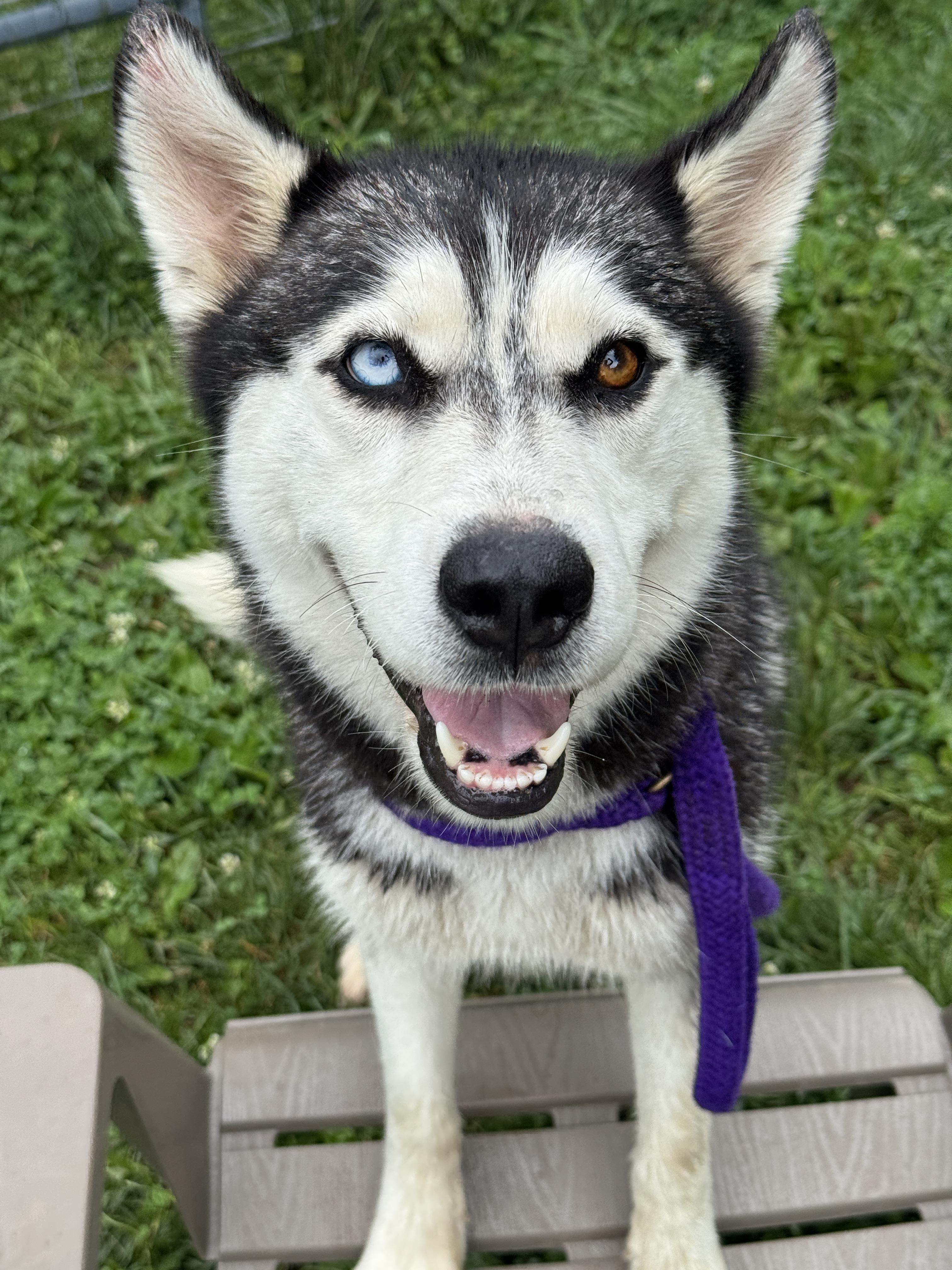 Saber, an adopted mixed breed in Anderson, IN image 3/4
