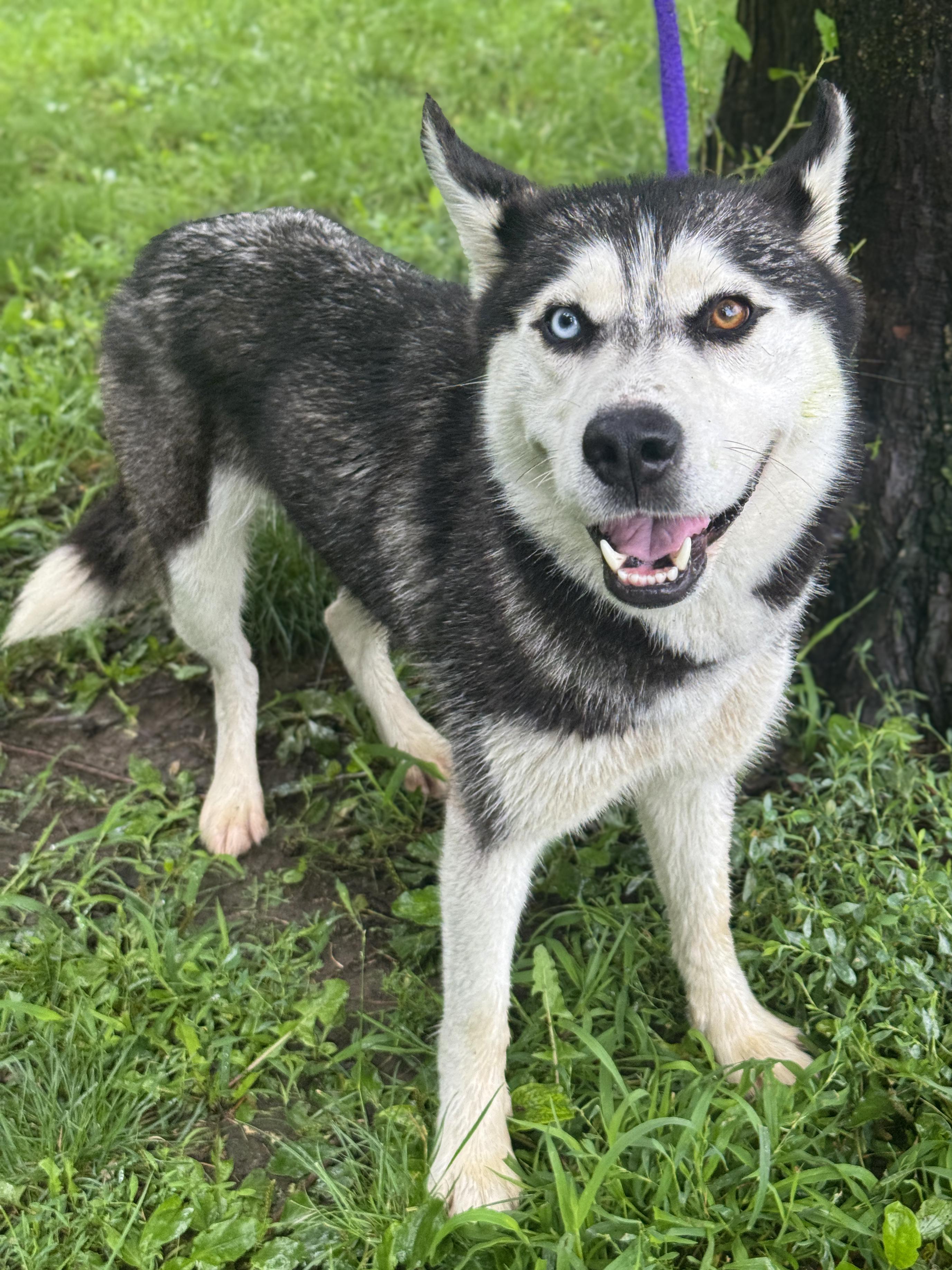 Saber, an adopted mixed breed in Anderson, IN image 4/4