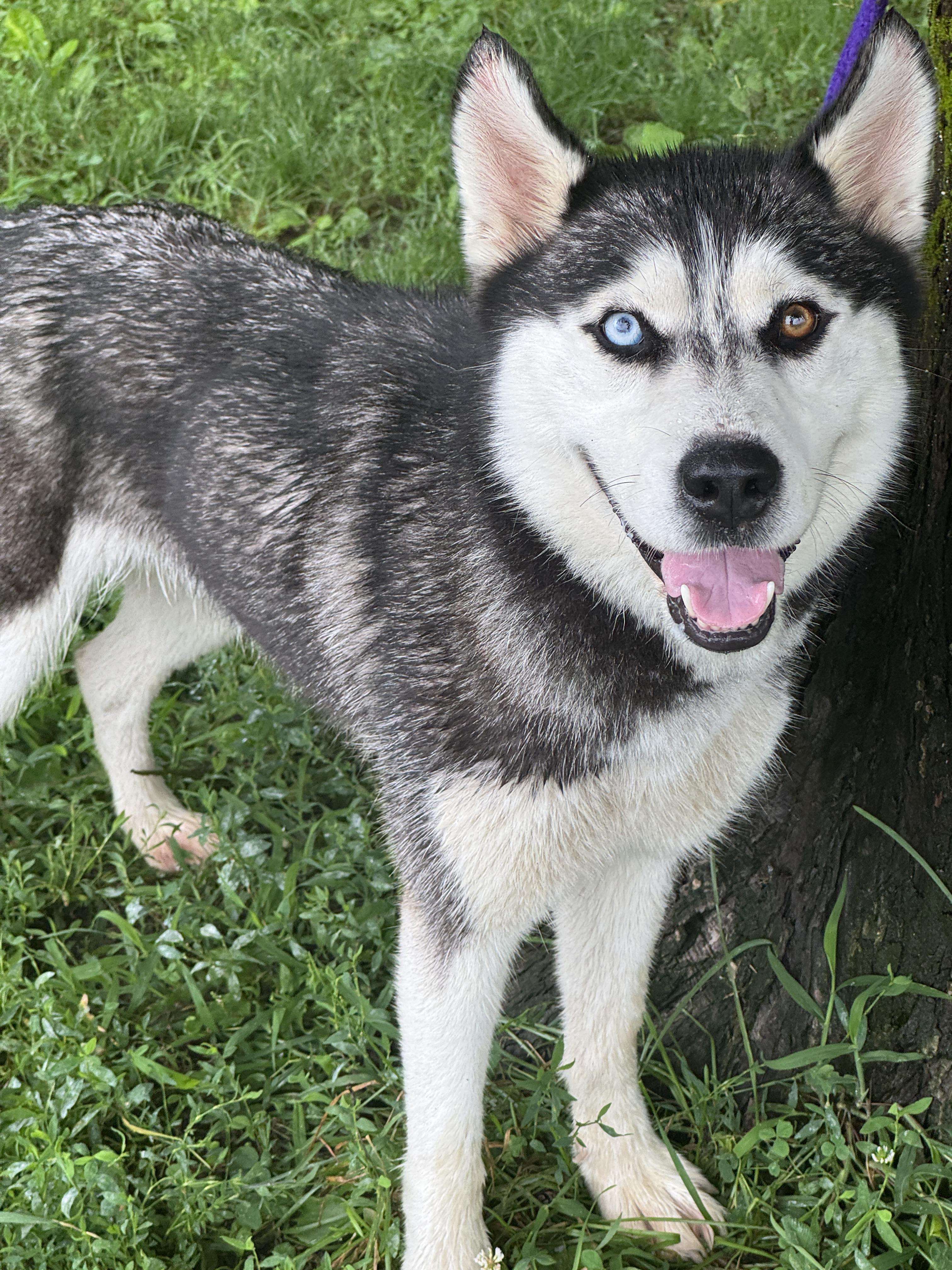 Saber, adopted, Young Female Siberian Husky.