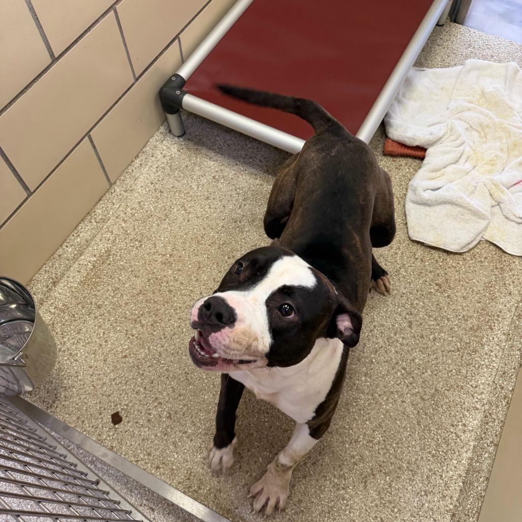 "Apollo", Adoptable, Adult Male Pit Bull Terrier & Mixed Breed.