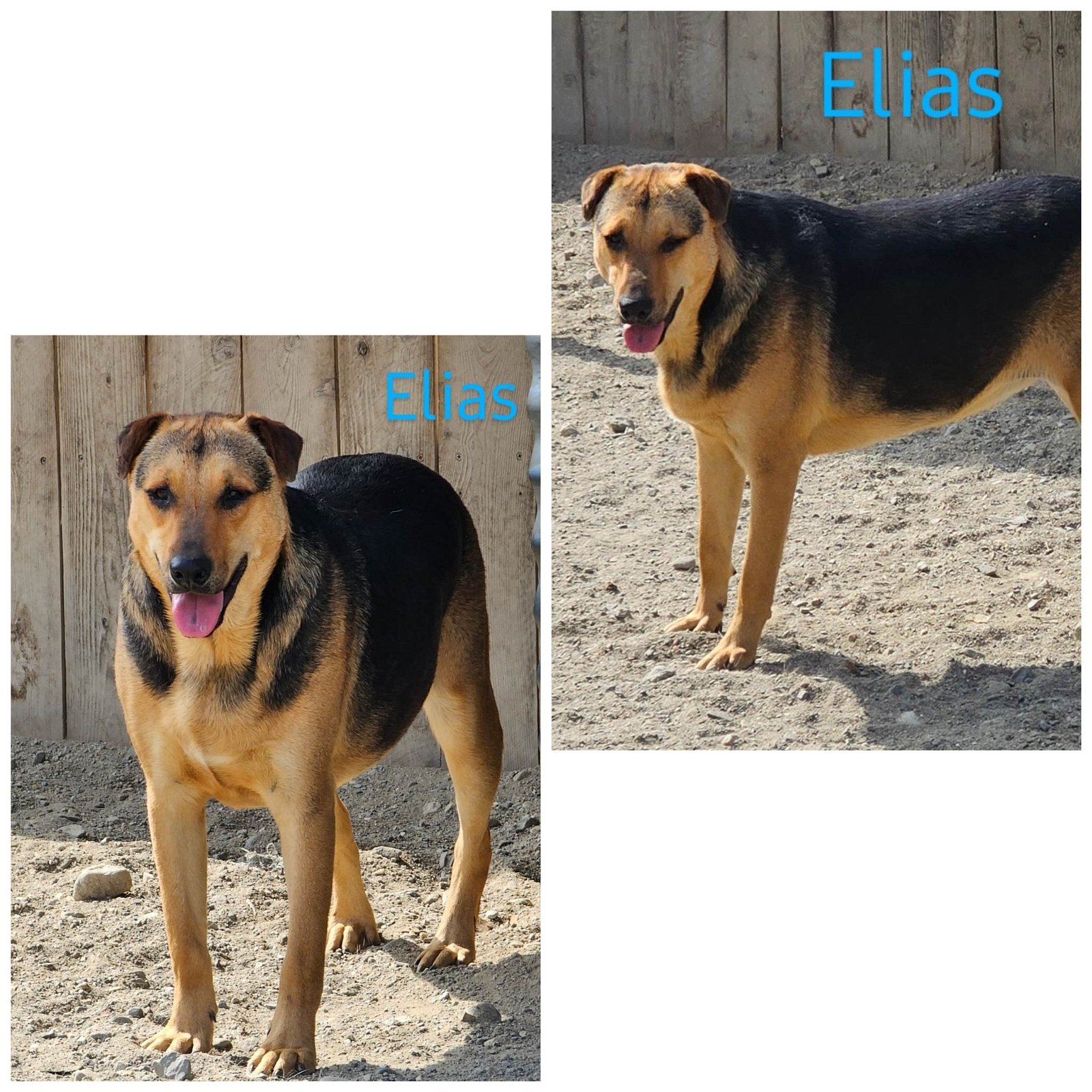 Elias, a Adoptable mixed breed in Wrightwood, CA image 1/2