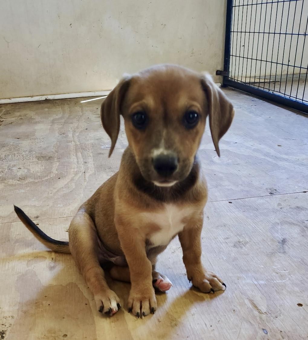 Thor, Baby Male Labrador Retriever
