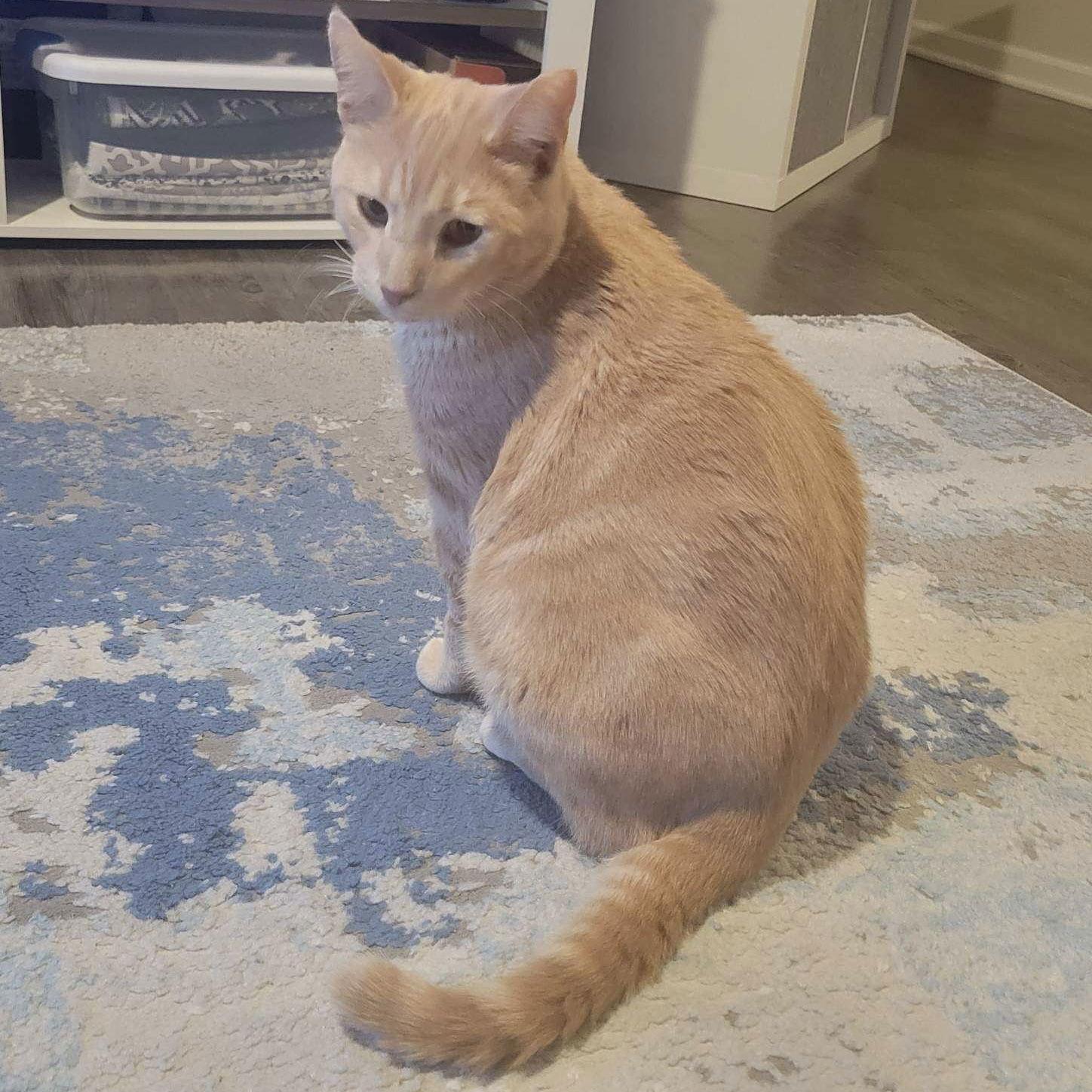 Starburst thumbnail 2