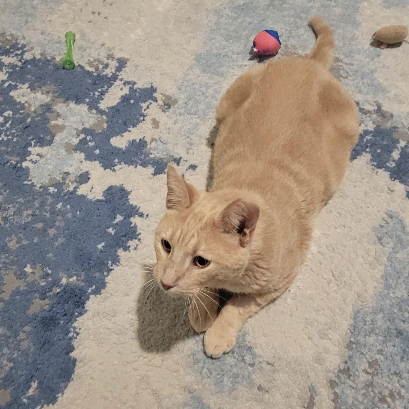 Starburst thumbnail 3