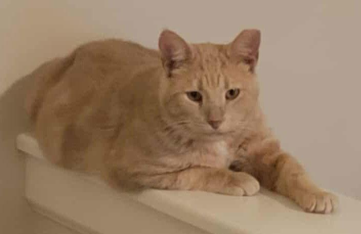 Starburst thumbnail 4