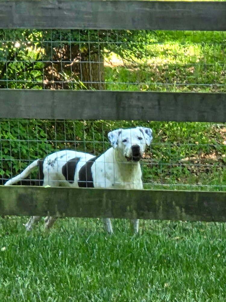 Enlarge Cece, a Adoptable mixed breed in Powder Springs, GA image 1/6