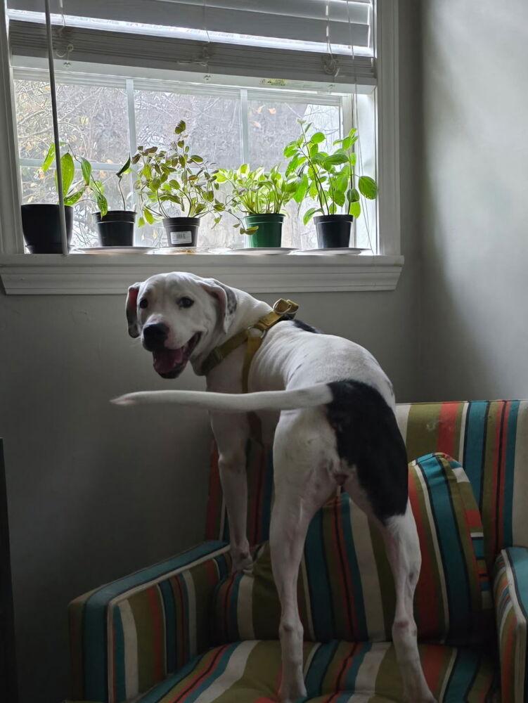 Cece, a Adoptable mixed breed in Powder Springs, GA image 1/6