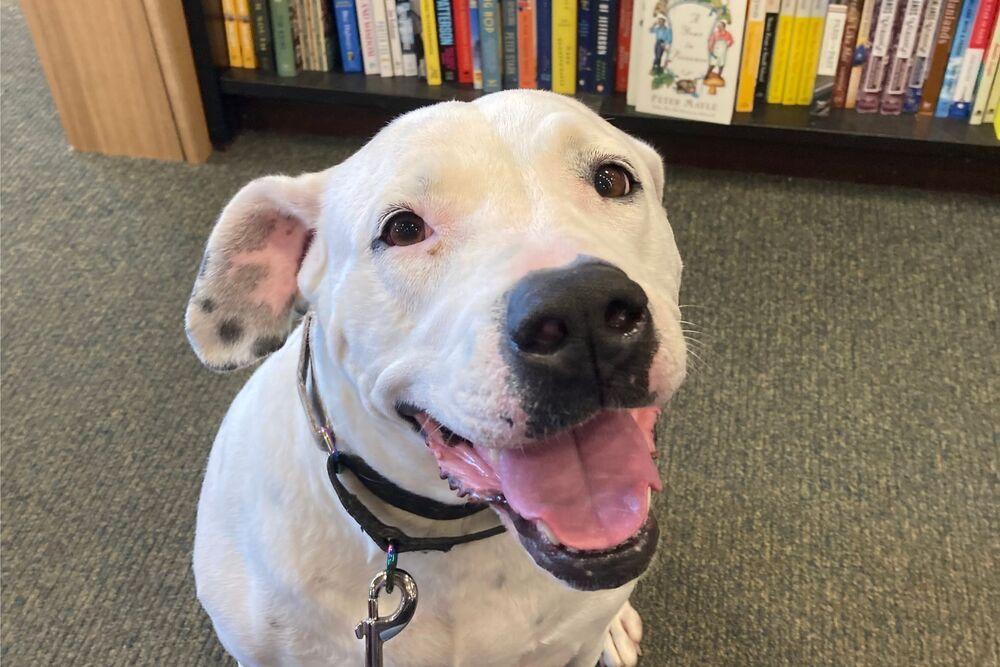Cece, a Adoptable mixed breed in Powder Springs, GA image 2/6