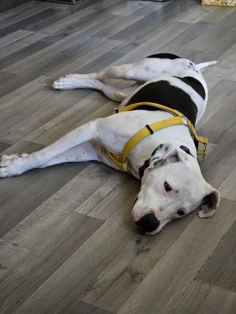 Cece, Adoptable, Adult Female American Bulldog & Dalmatian.