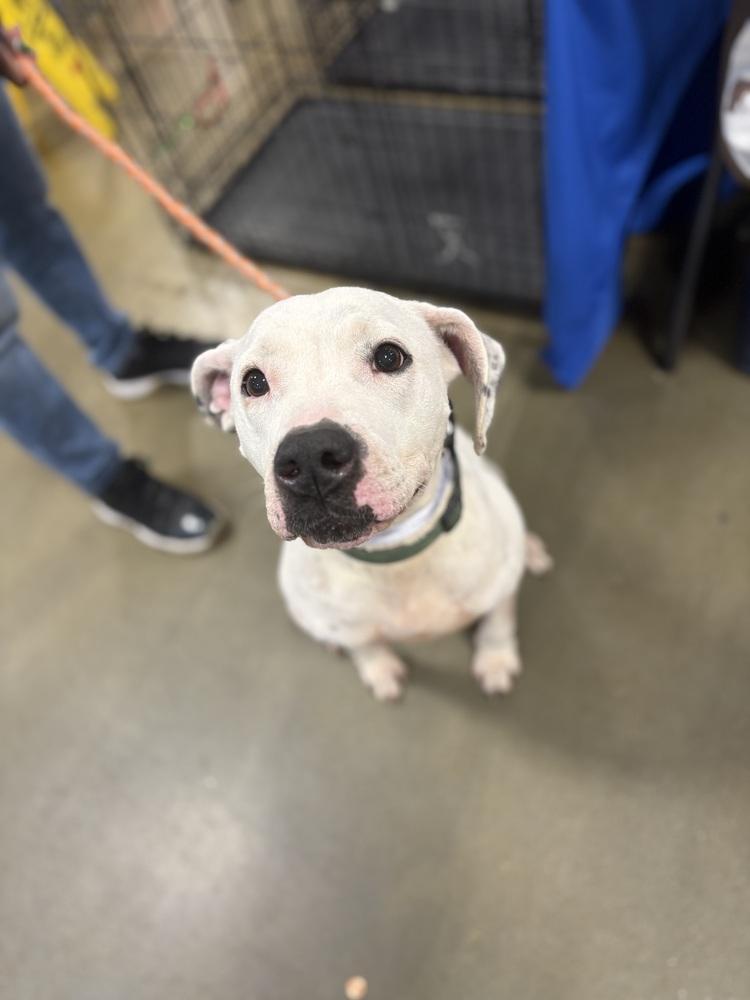 Cece, a Adoptable mixed breed in Powder Springs, GA image 3/6