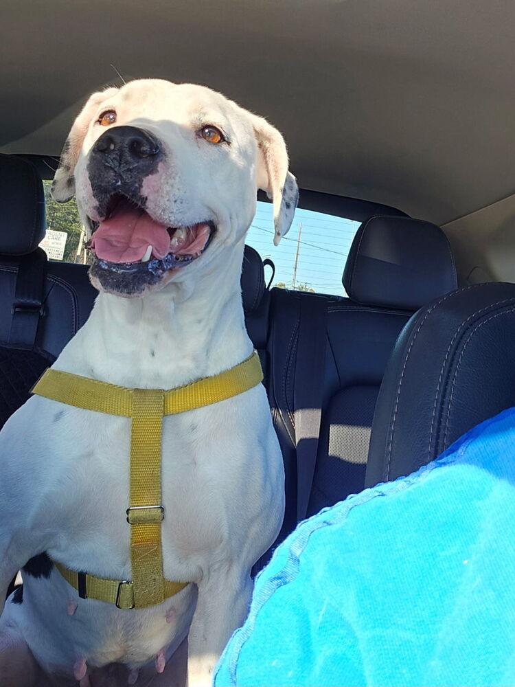 Cece, a Adoptable mixed breed in Powder Springs, GA image 4/6