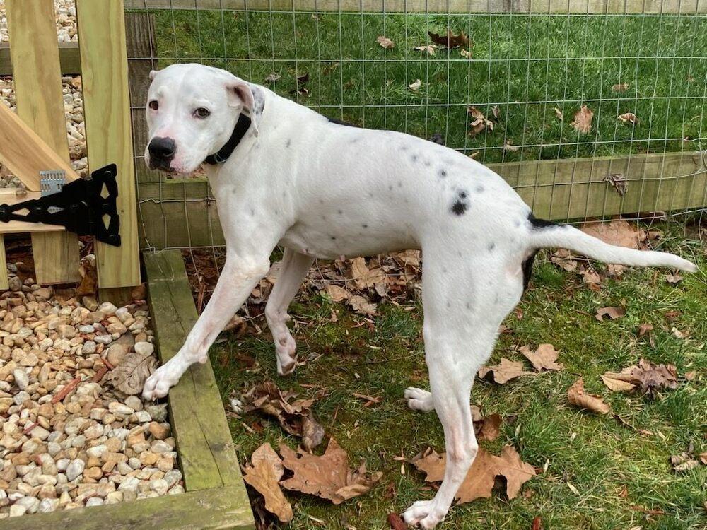 Enlarge Cece, a Adoptable mixed breed in Powder Springs, GA image 4/6