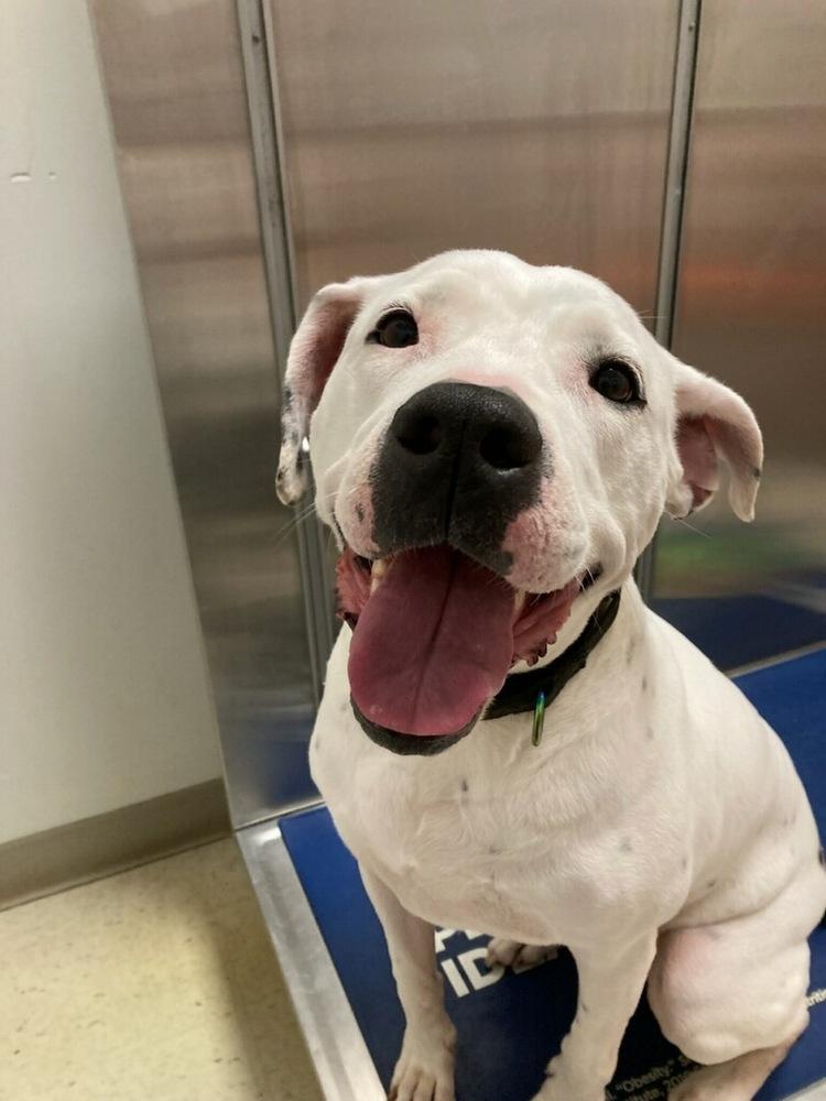 Enlarge Cece, a Adoptable mixed breed in Powder Springs, GA image 5/6