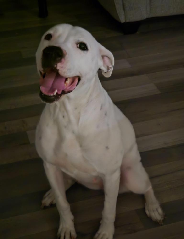 Cece, a Adoptable mixed breed in Powder Springs, GA image 5/6