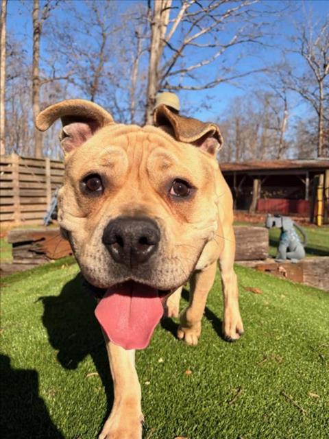 COWBOY, Adoptable, Young Male Staffordshire Bull Terrier & Mixed Breed.